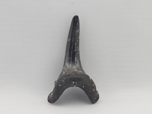 Sand Tiger Shark(Extinct) Bottom Front Tooth ID#80