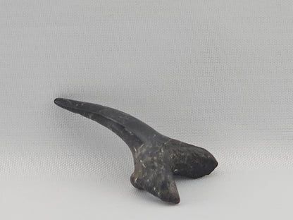 Sand Tiger Shark(Extinct) Bottom Front Tooth ID#80