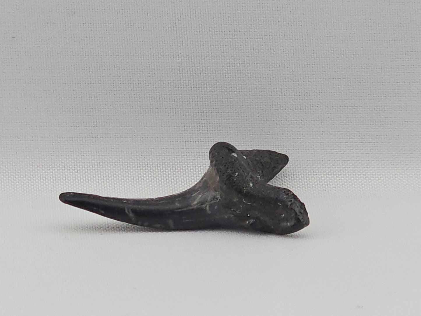 Sand Tiger Shark(Extinct) Bottom Front Tooth ID#80