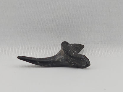 Sand Tiger Shark(Extinct) Bottom Front Tooth ID#80
