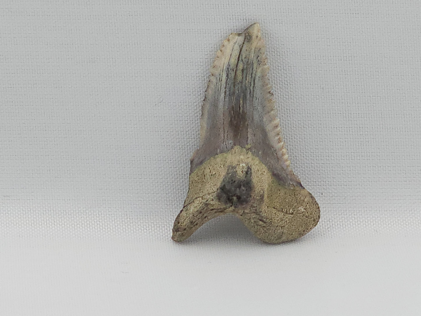 Snaggletooth Shark Top Front Tooth ID#81