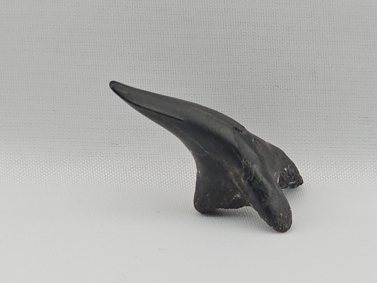 Snaggletooth Shark Bottom Front Tooth ID#82
