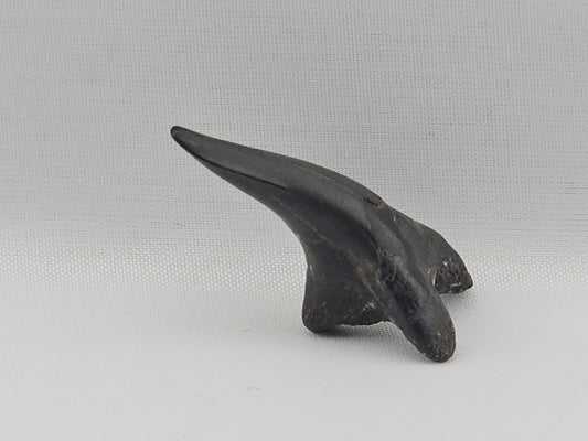 Snaggletooth Shark Bottom Front Tooth ID#82