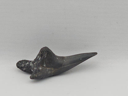 Snaggletooth Shark Bottom Front Tooth ID#82