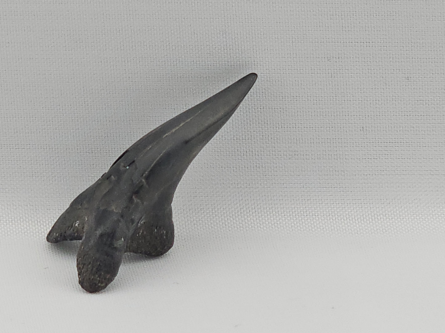 Snaggletooth Shark Bottom Front Tooth ID#82
