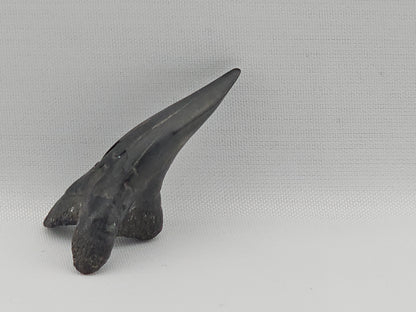 Snaggletooth Shark Bottom Front Tooth ID#82