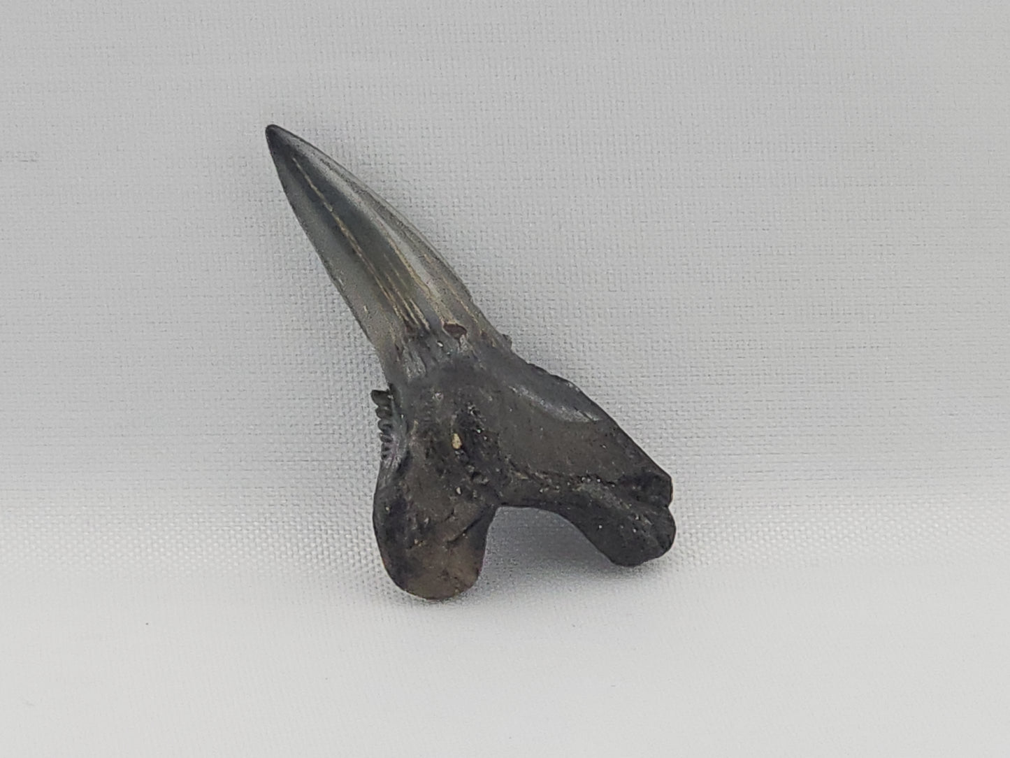 Snaggletooth Shark Bottom Front Tooth ID#83