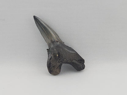 Snaggletooth Shark Bottom Front Tooth ID#83