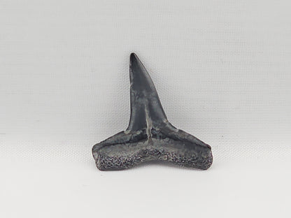 Lemon Shark Tooth ID#84
