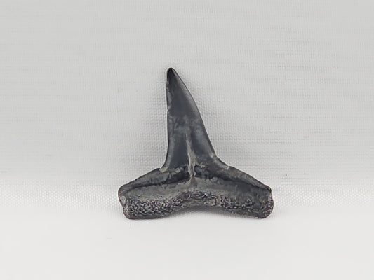 Lemon Shark Tooth ID#84