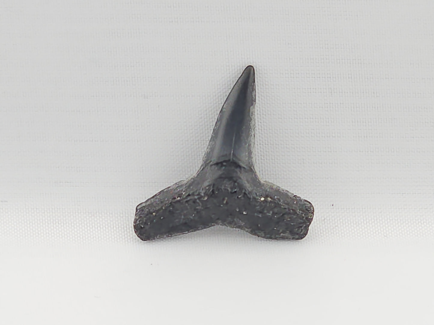 Lemon Shark Tooth ID#84
