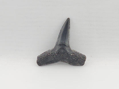 Lemon Shark Tooth ID#84
