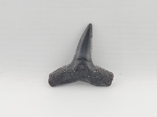 Lemon Shark Tooth ID#84