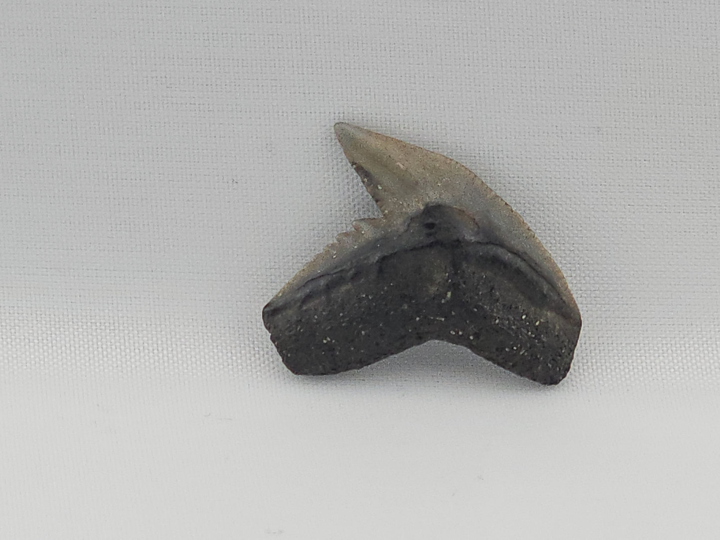 Tiger Shark(Modern) Tooth ID#85