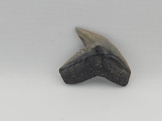 Tiger Shark(Modern) Tooth ID#85