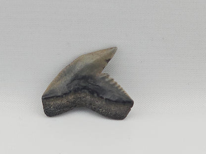 Tiger Shark(Modern) Tooth ID#85