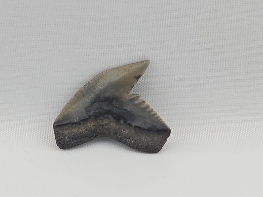 Tiger Shark(Modern) Tooth ID#85