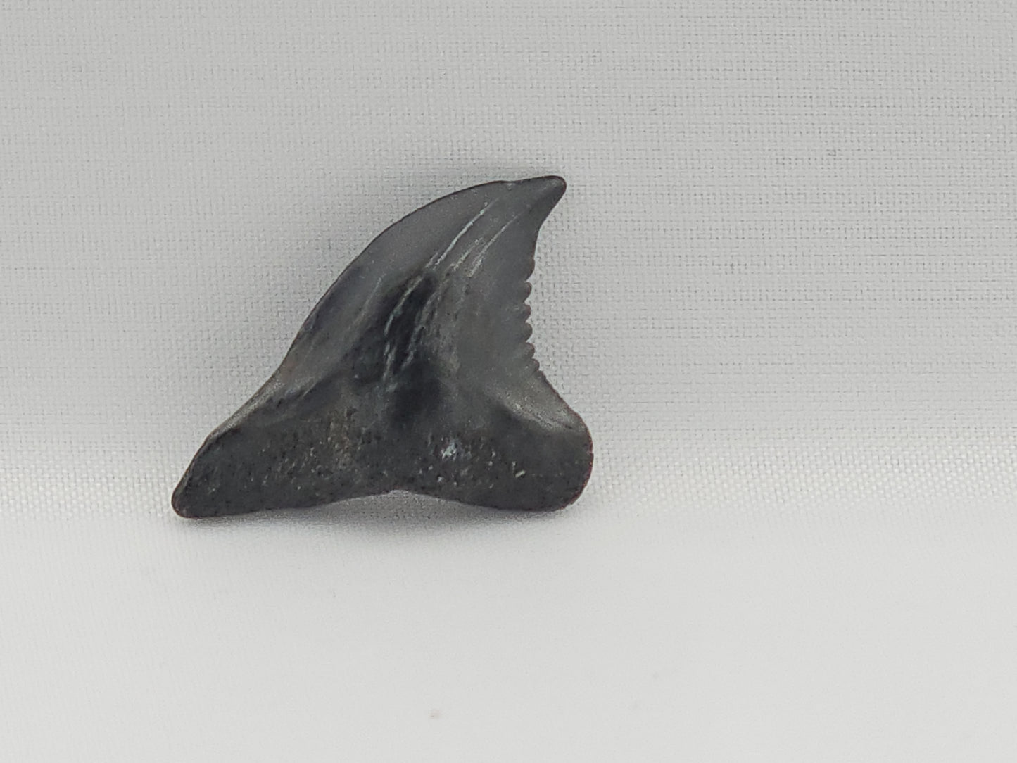 Snaggletooth Shark Tooth ID#86