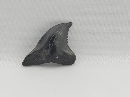 Snaggletooth Shark Tooth ID#86