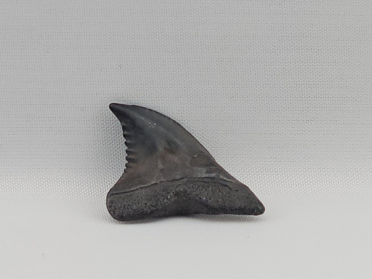 Snaggletooth Shark Tooth ID#86