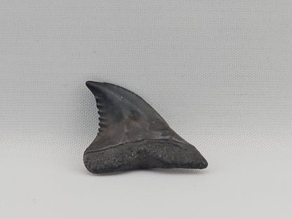 Snaggletooth Shark Tooth ID#86