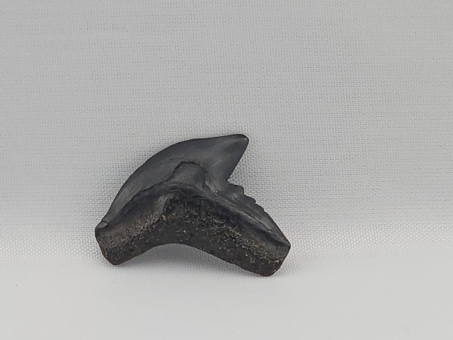 Tiger Shark(Modern) Tooth ID#87