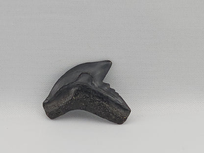 Tiger Shark(Modern) Tooth ID#87
