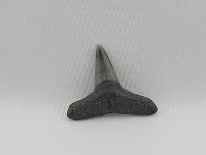 Lemon Shark Tooth ID#88