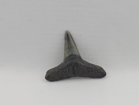 Lemon Shark Tooth ID#88