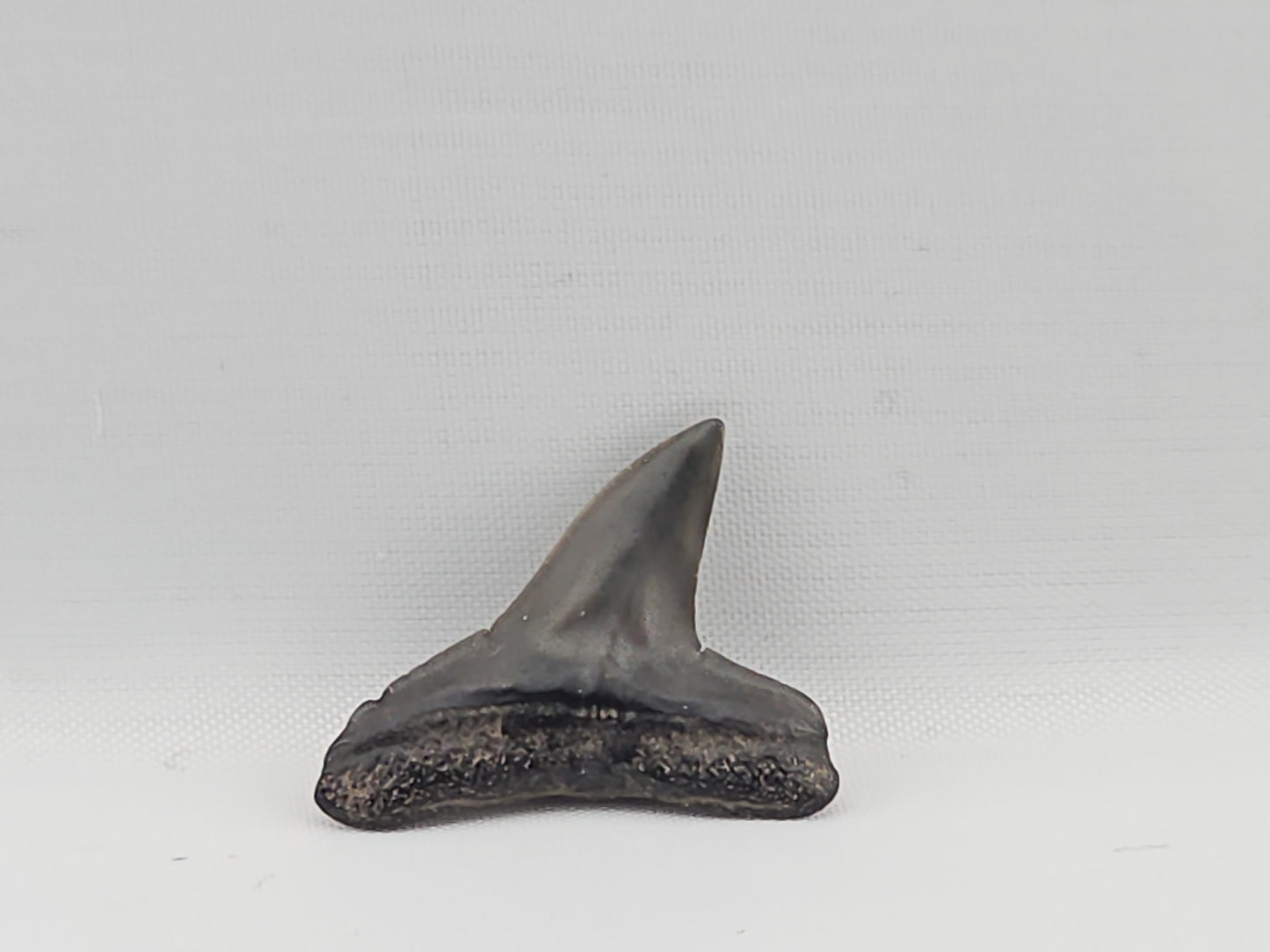 Lemon Shark Tooth ID#89