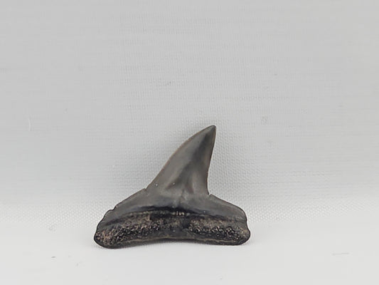 Lemon Shark Tooth ID#89