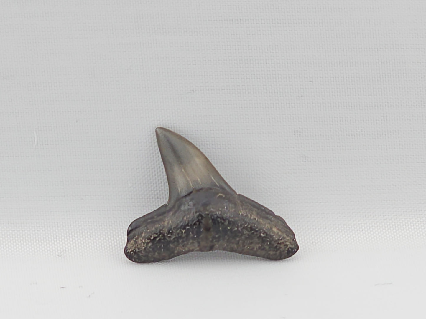 Lemon Shark Tooth ID#89