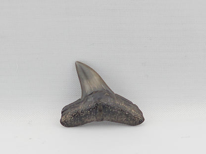 Lemon Shark Tooth ID#89