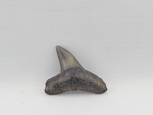 Lemon Shark Tooth ID#89
