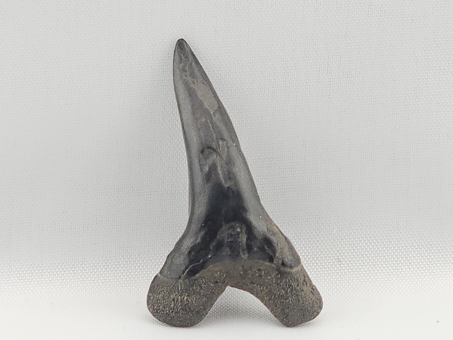 Snaggletooth Shark Bottom Front Tooth ID#8