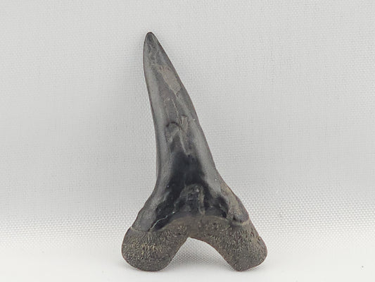 Snaggletooth Shark Bottom Front Tooth ID#8