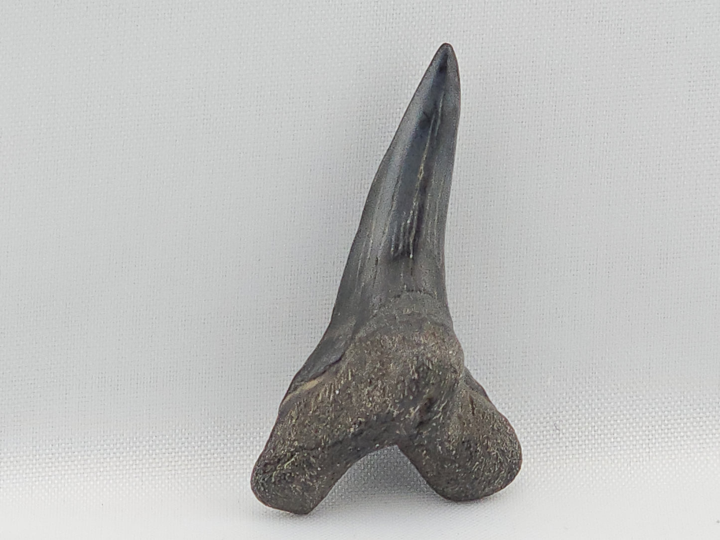 Snaggletooth Shark Bottom Front Tooth ID#8