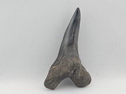 Snaggletooth Shark Bottom Front Tooth ID#8