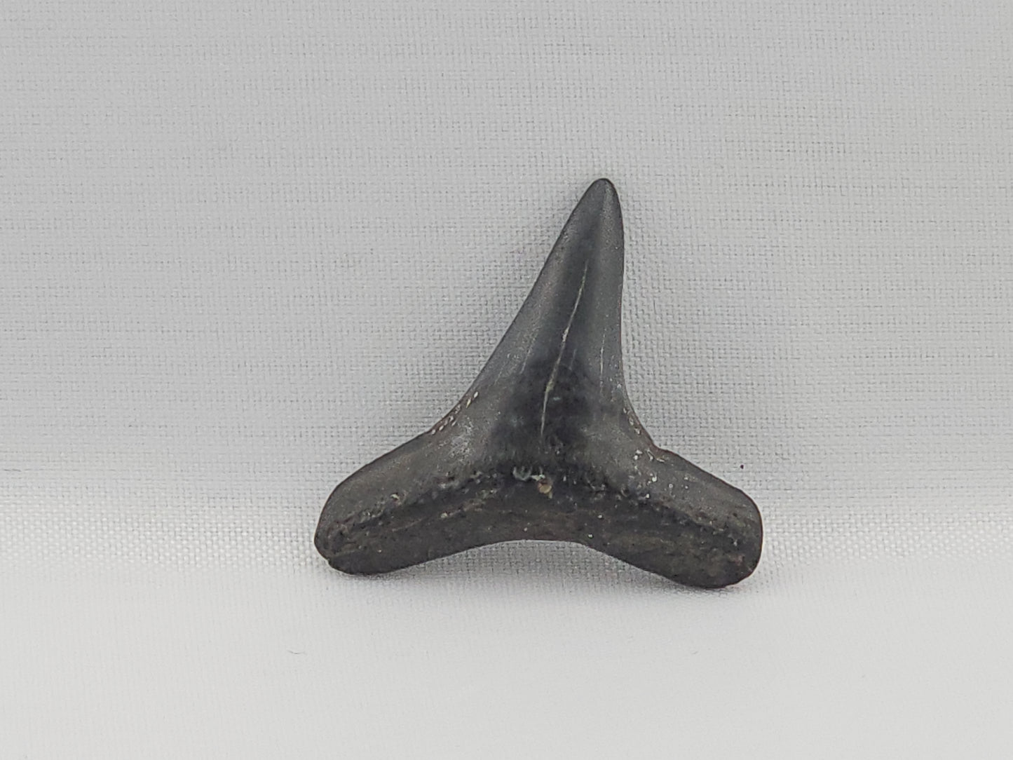 Lemon Shark Tooth ID#90