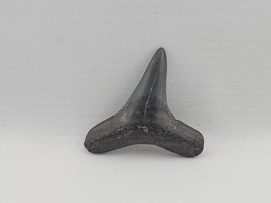 Lemon Shark Tooth ID#90