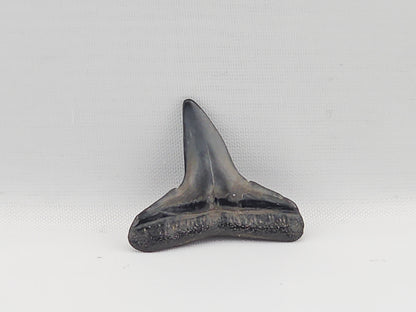 Lemon Shark Tooth ID#91