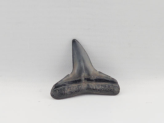 Lemon Shark Tooth ID#91