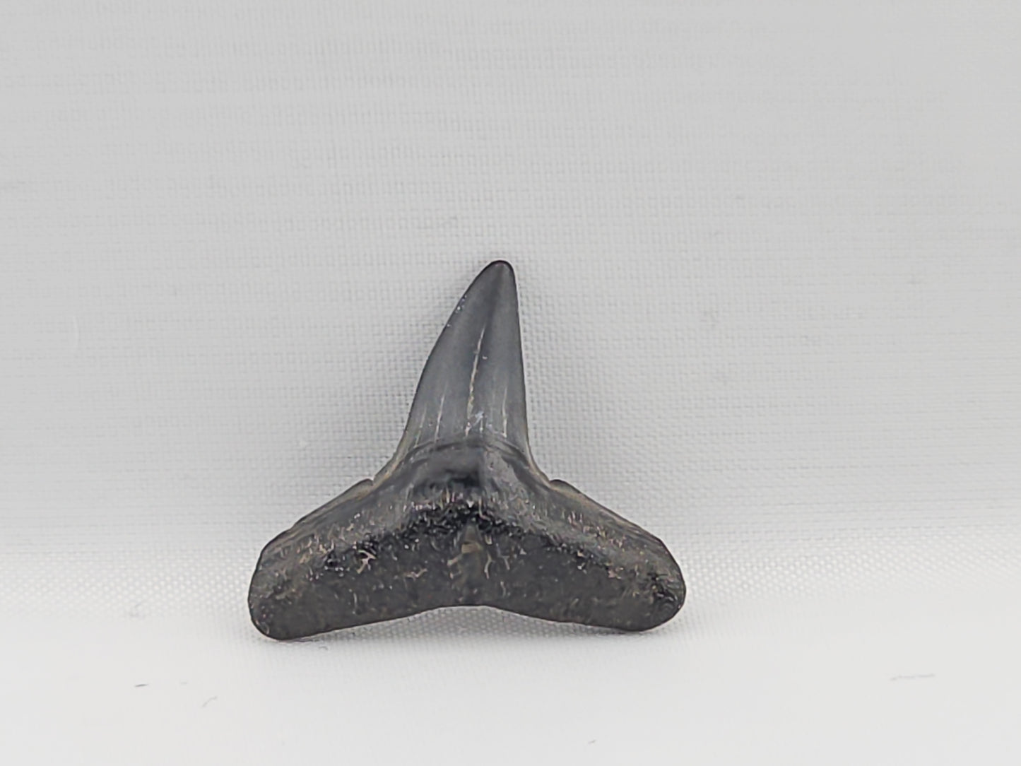 Lemon Shark Tooth ID#91