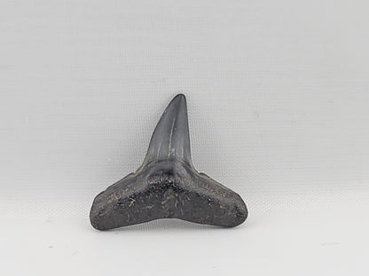 Lemon Shark Tooth ID#91