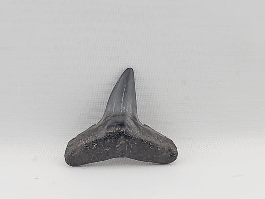 Lemon Shark Tooth ID#91
