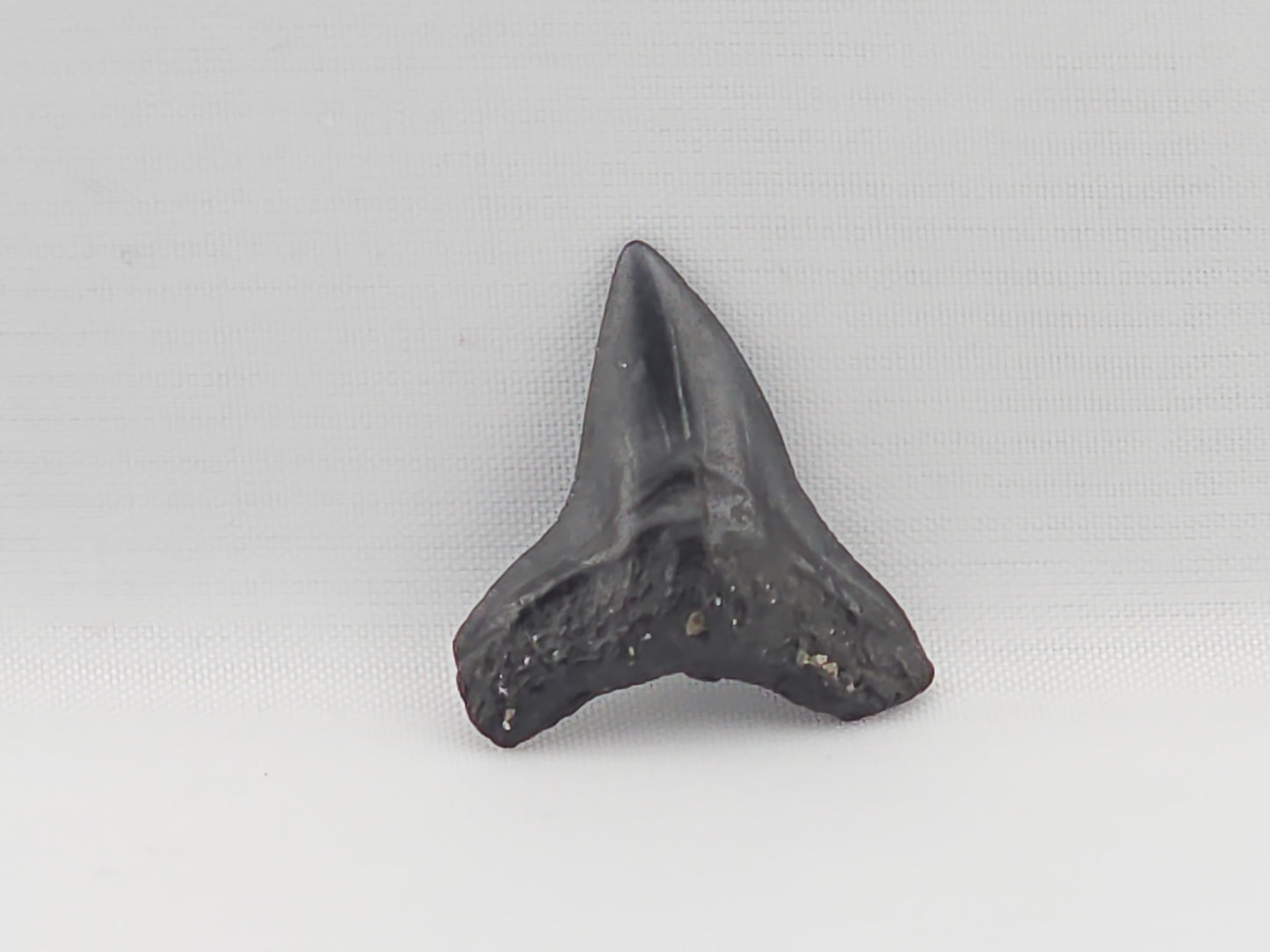 Bull Shark Tooth ID#92