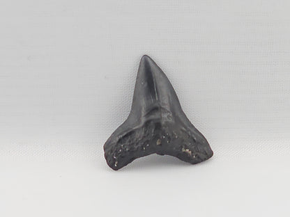 Bull Shark Tooth ID#92