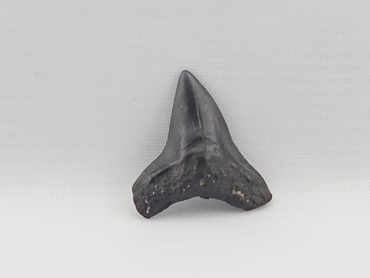 Bull Shark Tooth ID#92