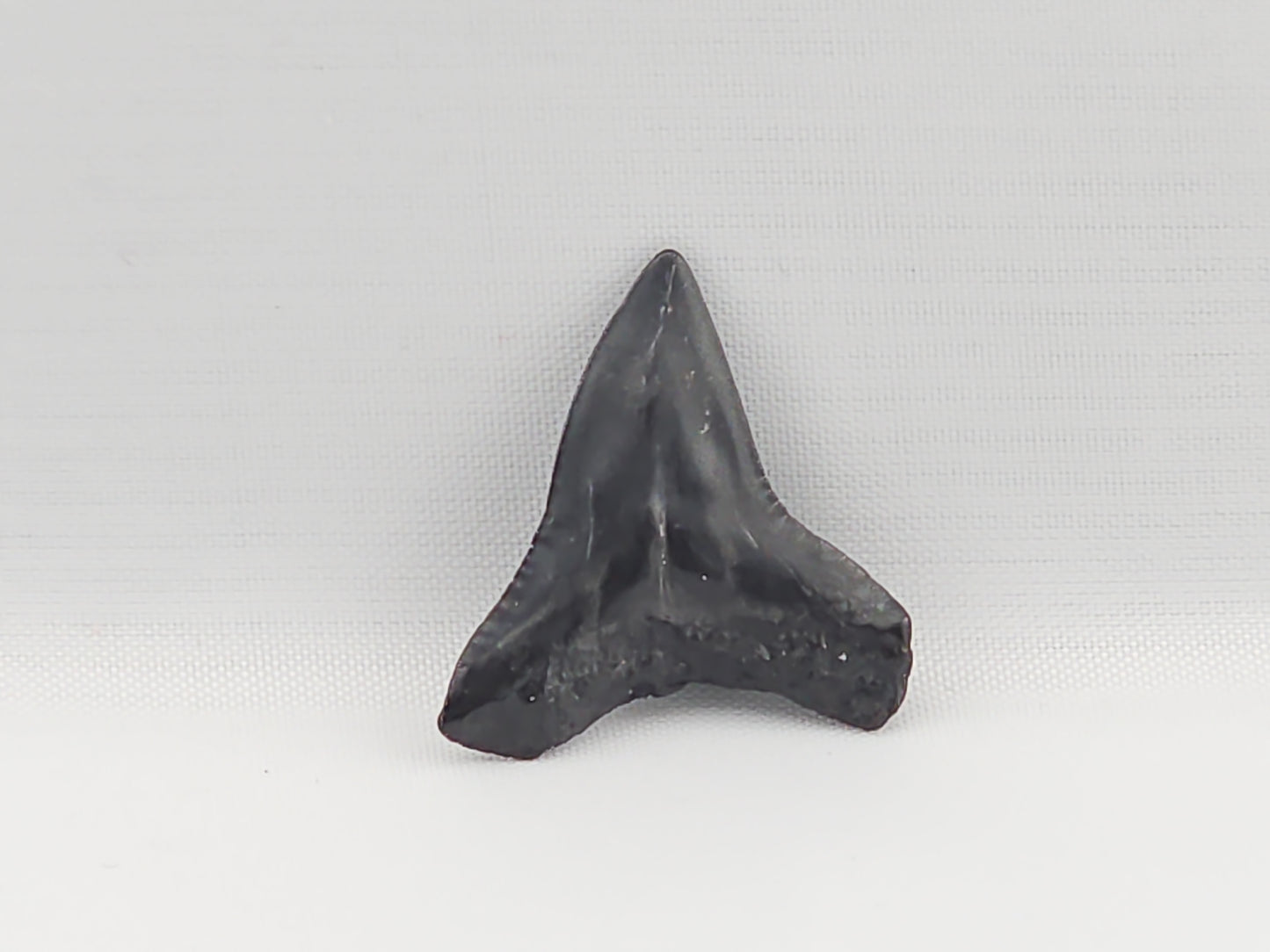 Bull Shark Tooth ID#92