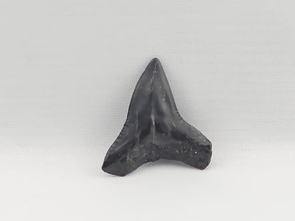 Bull Shark Tooth ID#92